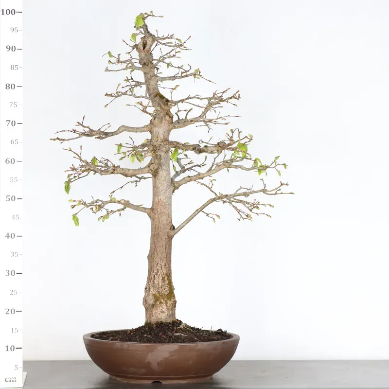 image supplémentaire - BONSAI TILLEUL "TILIA" 1-13