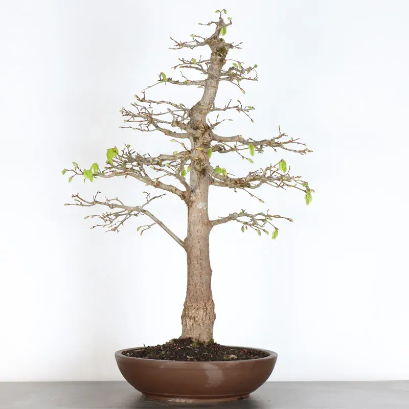BONSAI TILLEUL "TILIA" 1-13
