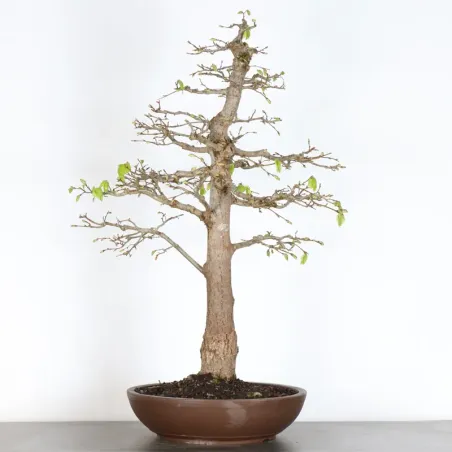 BONSAI LINDEN "TILIA" 1-13