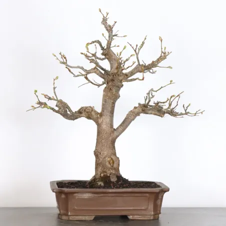 BONSAI TILLEUL "TILIA" 2-1
