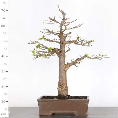 image supplémentaire - BONSAI TILLEUL "TILIA" 2-2