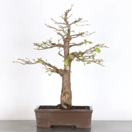 BONSAI TILLEUL "TILIA" 2-2