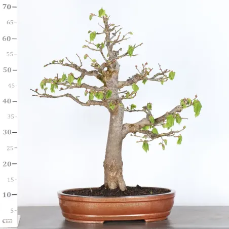 image supplémentaire - BONSAI TILLEUL "TILIA" 2-3