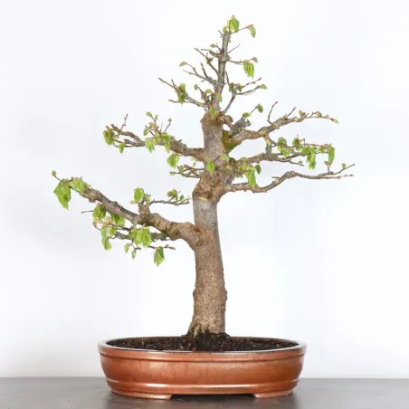 BONSAI TILLEUL "TILIA" 2-3