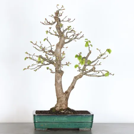 BONSAI LINDEN "TILIA" 2-4
