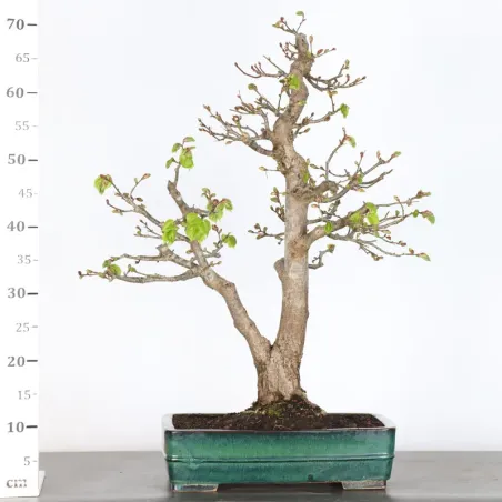 image supplémentaire - BONSAI LINDEN "TILIA" 2-4