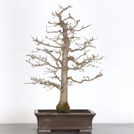 BONSAI TILLEUL "TILIA" 2-5