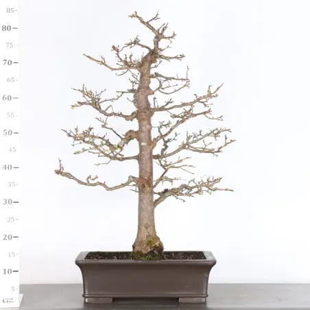 image supplémentaire - BONSAI TILLEUL "TILIA" 2-5