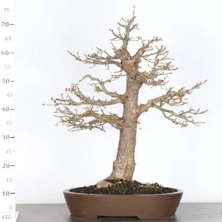 image supplémentaire - BONSAI TILLEUL "TILIA" 2-6