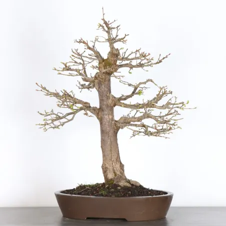 BONSAI TILLEUL "TILIA" 2-6