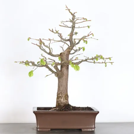 BONSAI TILLEUL "TILIA" 2-7