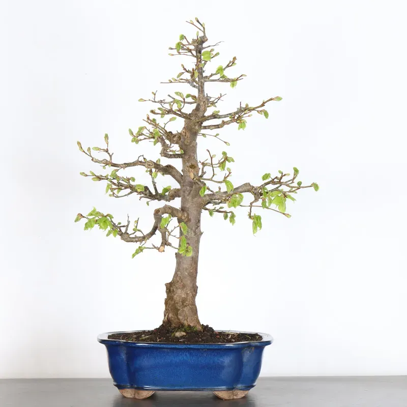 BONSAI TILLEUL "TILIA" 2-8