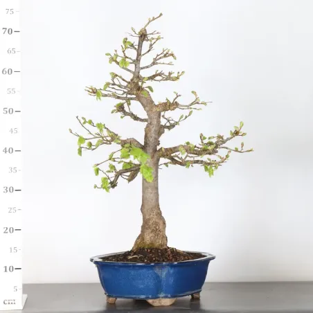 image supplémentaire - BONSAI TILLEUL "TILIA" 2-8