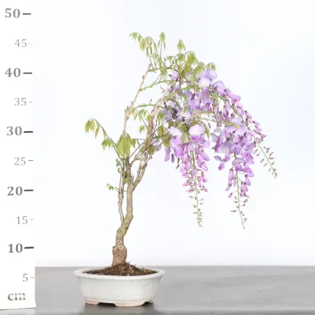 image supplémentaire - GLYCINE "WISTERIA SINENSIS"...