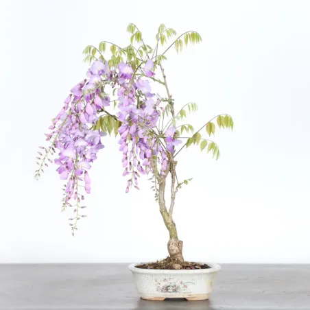 Bonsai Glycine "Wisteria Sinensis"