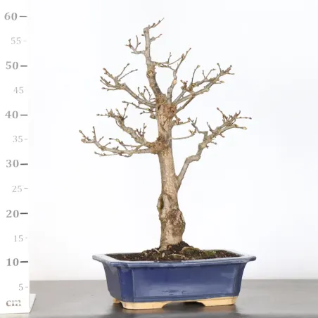 image supplémentaire - BONSAI TILLEUL "TILIA" 2-9