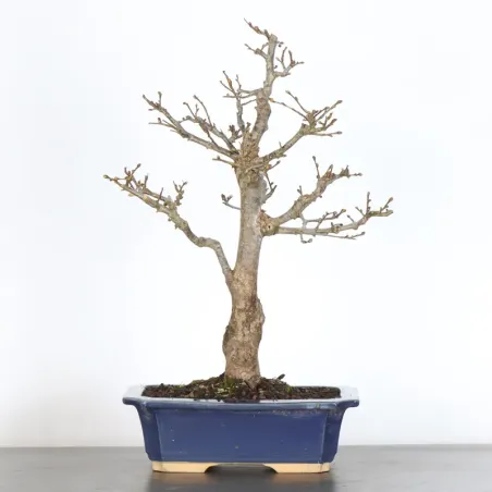 BONSAI TILLEUL "TILIA" 2-9