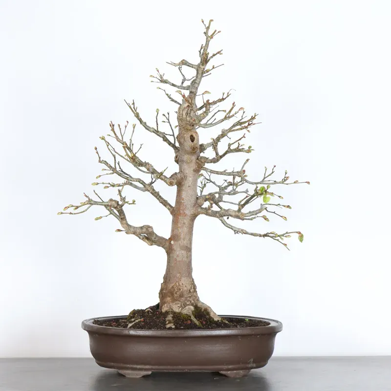 image supplémentaire - BONSAI TILLEUL "TILIA" 2-10