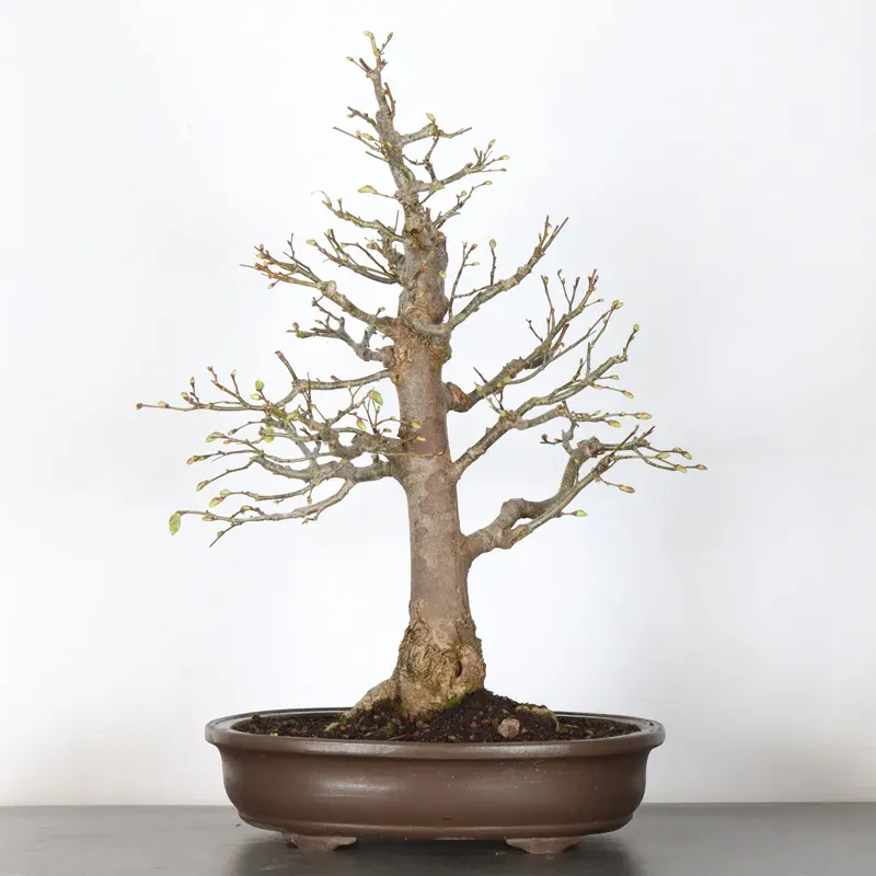 BONSAI TILLEUL "TILIA" 2-10