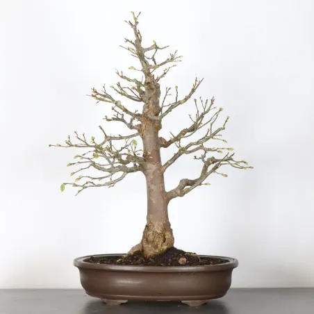 BONSAI TILLEUL "TILIA" 2-10