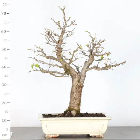 image supplémentaire - BONSAI TILLEUL "TILIA" 2-12