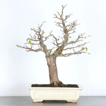BONSAI TILLEUL "TILIA" 2-12