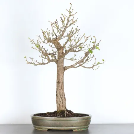 BONSAI TILLEUL "TILIA" 2-14