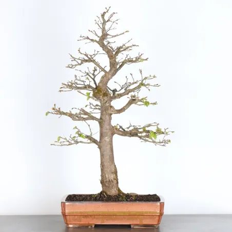 BONSAI TILLEUL "TILIA" 2-15