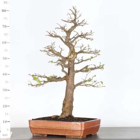 image supplémentaire - BONSAI TILLEUL "TILIA" 2-15