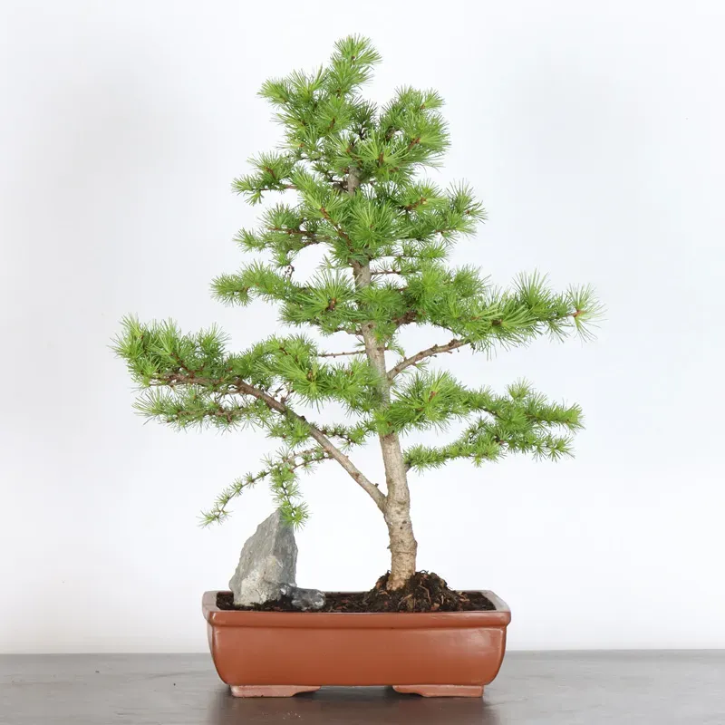 Mélèze "Larix decidua" 1-1