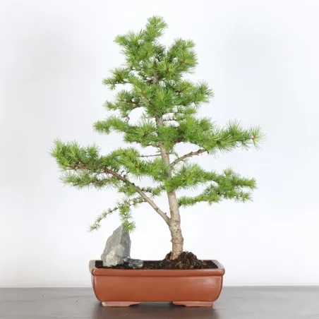 Mélèze "Larix decidua" 1-1