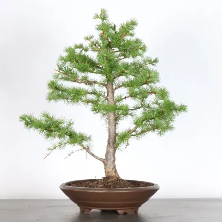 LARCH "Larix decidua" 1-3