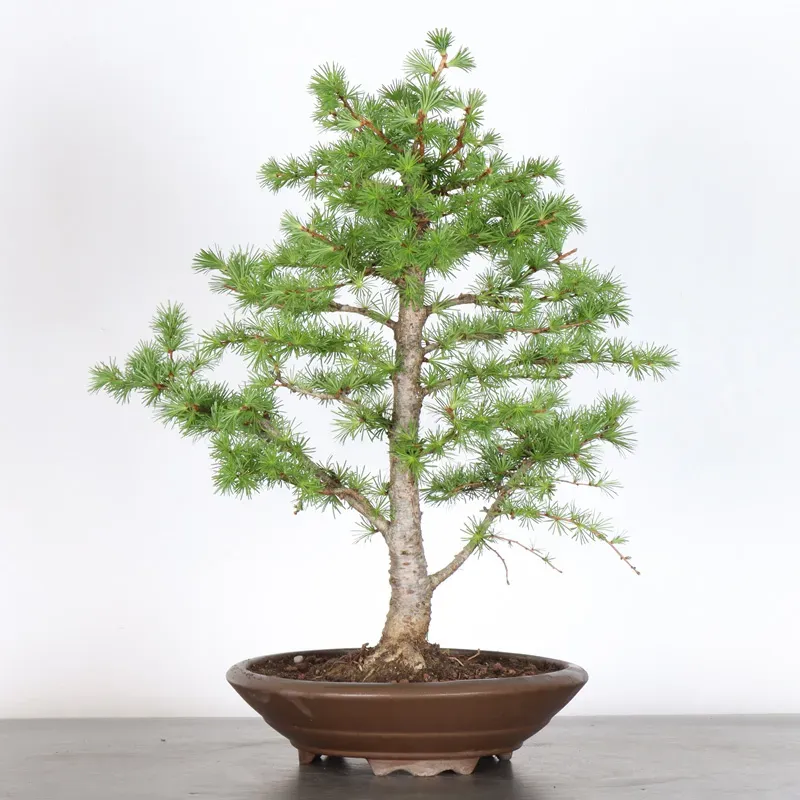 image supplémentaire - Mélèze "Larix decidua" 1-3