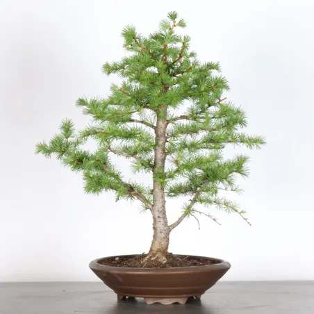 image supplémentaire - Mélèze "Larix decidua" 1-3