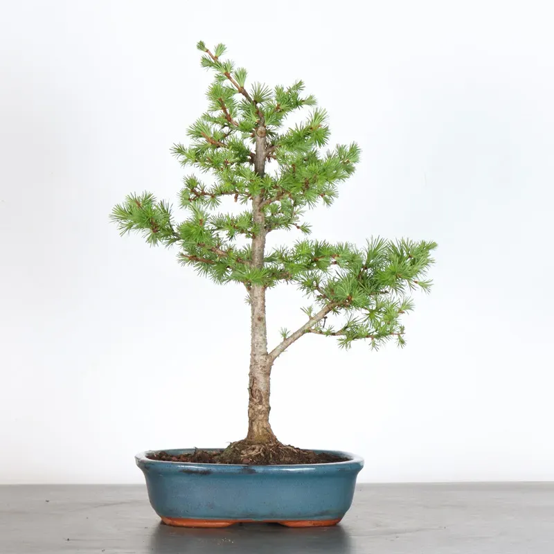 Mélèze "Larix decidua" 1-4
