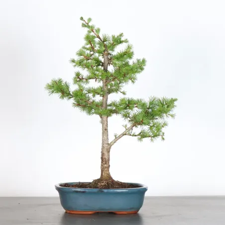 Mélèze "Larix decidua" 1-4
