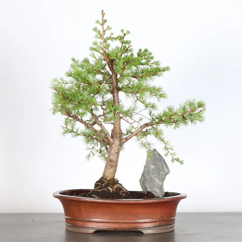 Mélèze "Larix decidua" 1-5