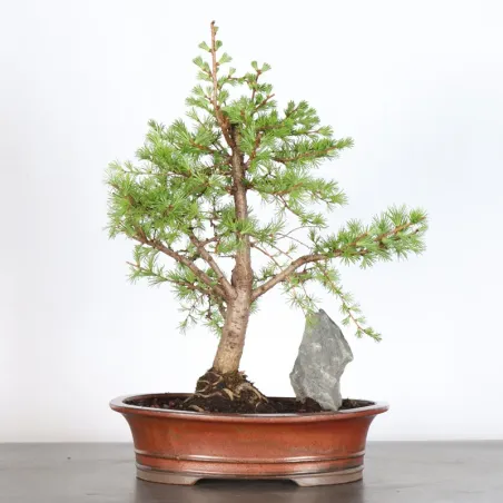 Mélèze "Larix decidua" 1-5
