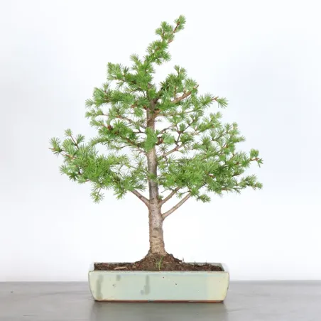 Mélèze "Larix decidua" 1-6
