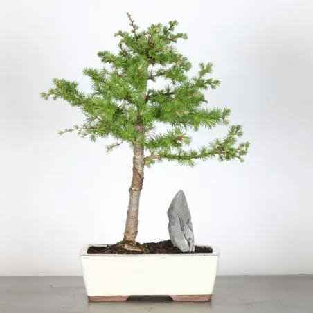 Mélèze "Larix decidua" 1-7