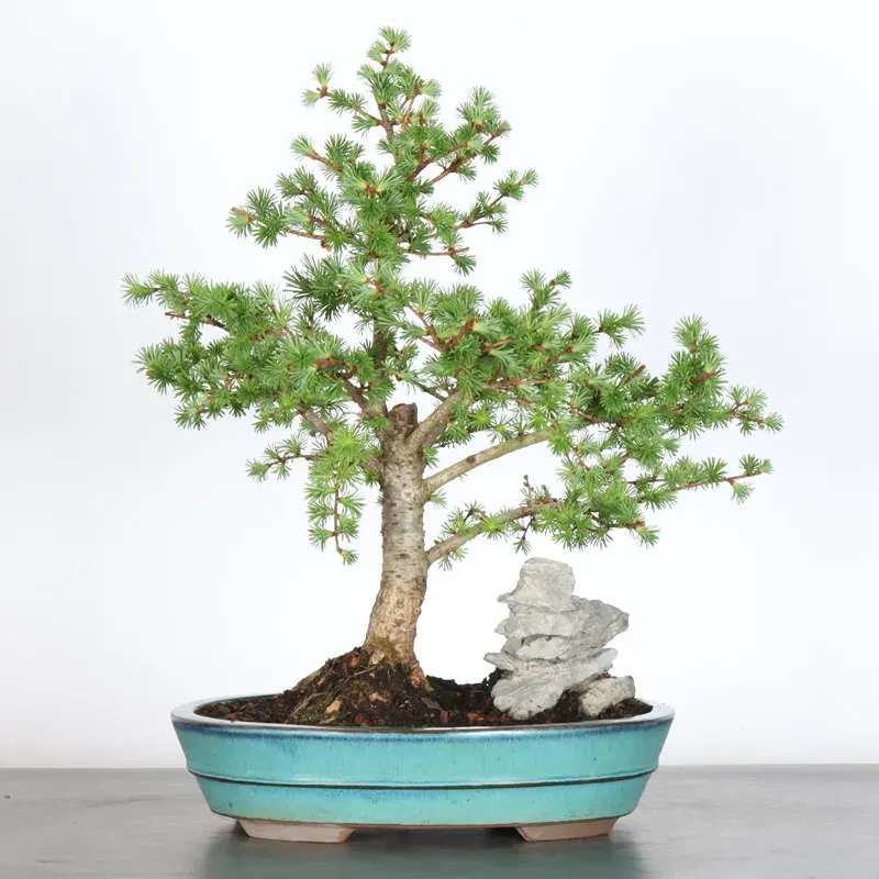 LARCH "Larix decidua" 1-8