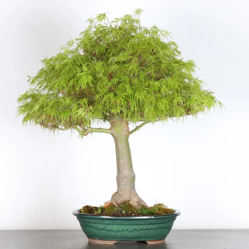 Bonsai Erable Palmatum Seiryu ASE-1-6