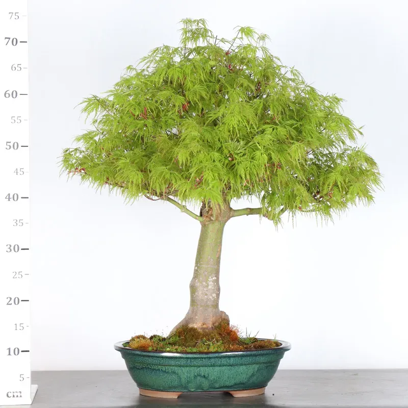 image supplémentaire - ÉRABLE "ACER SEIRYU" 1-6