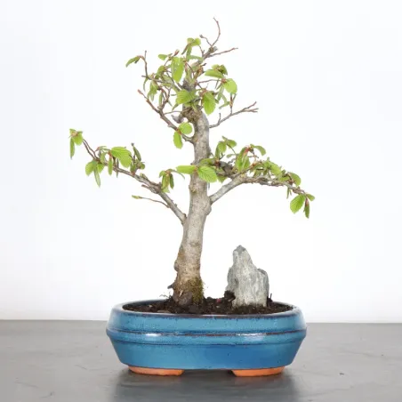 Bonsai Charmes CH-1-2