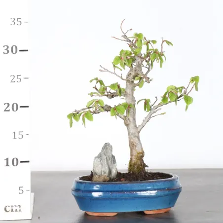 image supplémentaire - CHARME "Carpinus" 1-2