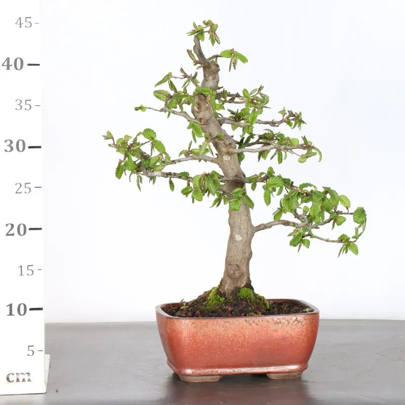 image supplémentaire - CHARME "Carpinus" 2-25