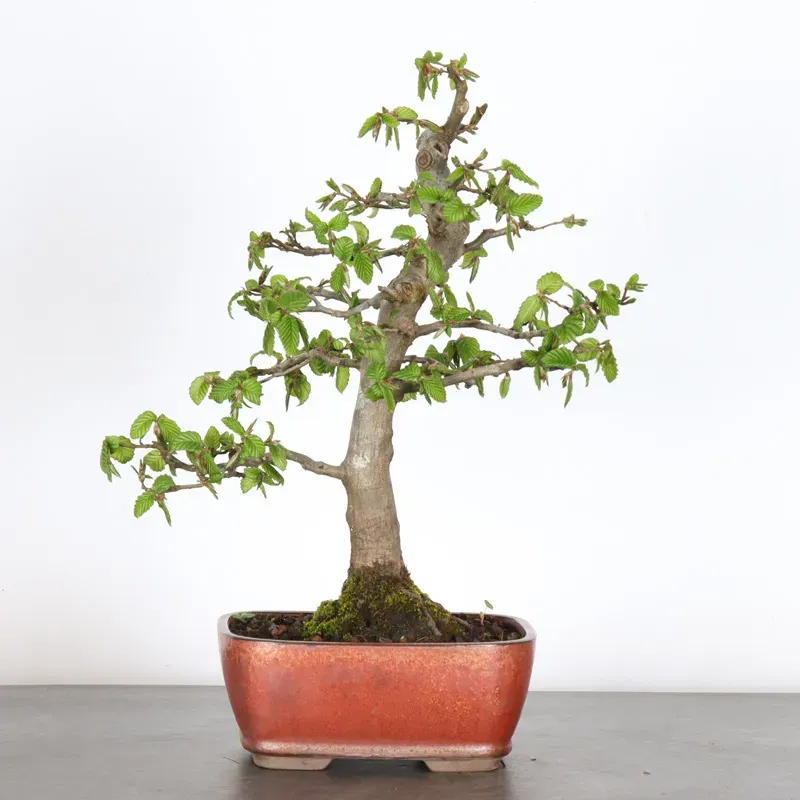 CHARME "Carpinus" 2-25