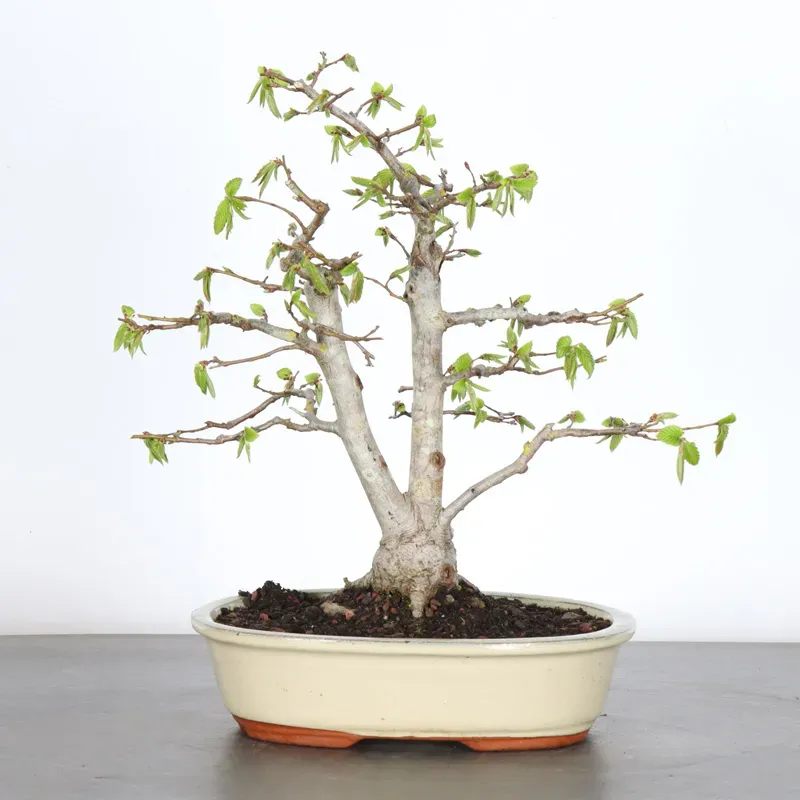 CHARME "Carpinus" 3-12