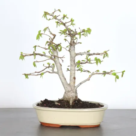 CHARME "Carpinus" 3-12