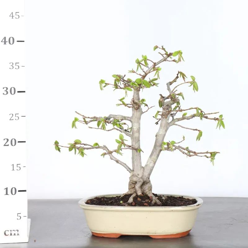 image supplémentaire - CHARME "Carpinus" 3-12